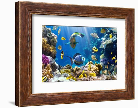 Photo of a Tropical Fish on a Coral Reef-Irochka-Framed Photographic Print