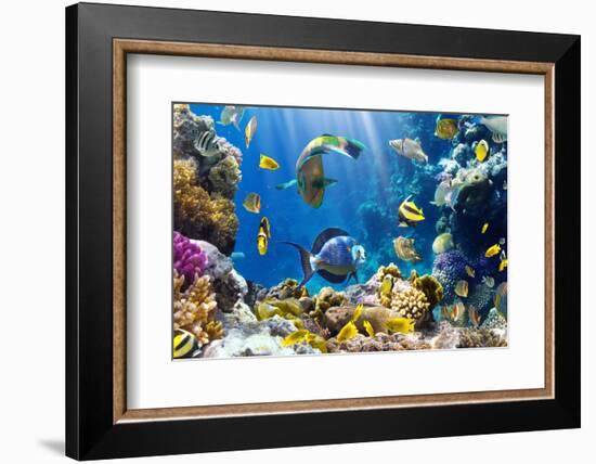 Photo of a Tropical Fish on a Coral Reef-Irochka-Framed Photographic Print