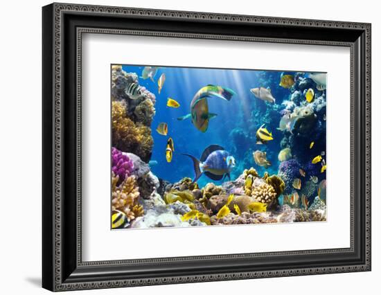 Photo of a Tropical Fish on a Coral Reef-Irochka-Framed Photographic Print