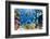 Photo of a Tropical Fish on a Coral Reef-Irochka-Framed Photographic Print