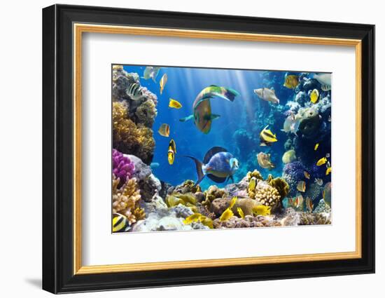 Photo of a Tropical Fish on a Coral Reef-Irochka-Framed Photographic Print