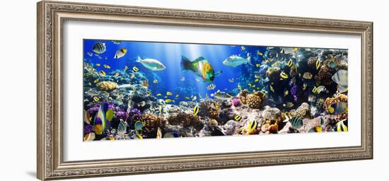 Photo of a Tropical Fish on a Coral Reef-Irochka-Framed Photographic Print