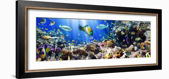 Photo of a Tropical Fish on a Coral Reef-Irochka-Framed Photographic Print