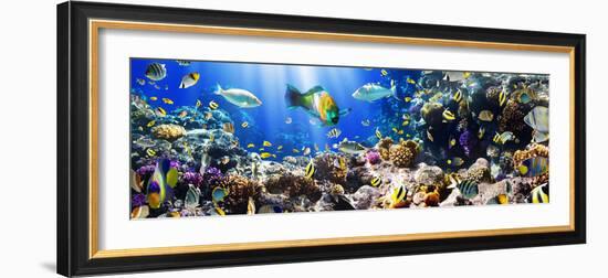 Photo of a Tropical Fish on a Coral Reef-Irochka-Framed Photographic Print