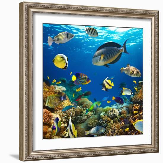 Photo of a Tropical Fish on a Coral Reef-Irochka-Framed Photographic Print