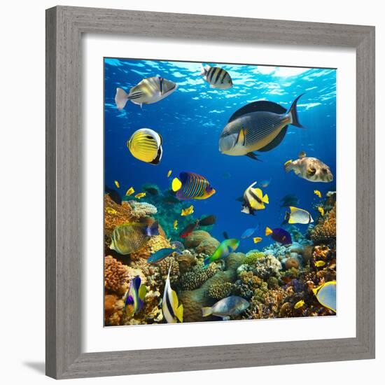 Photo of a Tropical Fish on a Coral Reef-Irochka-Framed Photographic Print