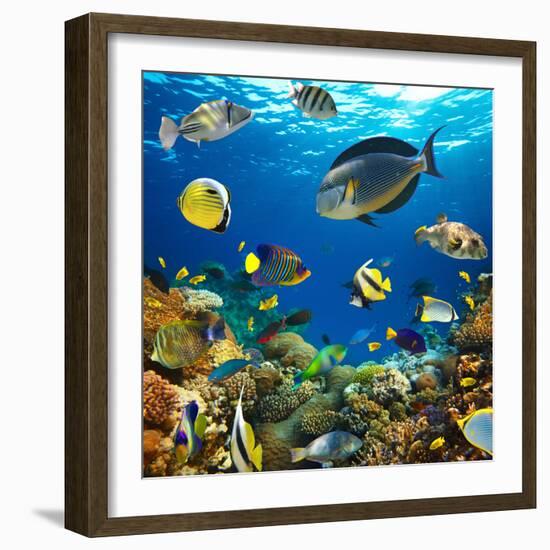 Photo of a Tropical Fish on a Coral Reef-Irochka-Framed Photographic Print