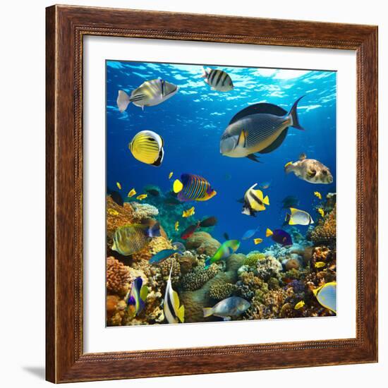 Photo of a Tropical Fish on a Coral Reef-Irochka-Framed Photographic Print