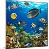 Photo of a Tropical Fish on a Coral Reef-Irochka-Mounted Photographic Print