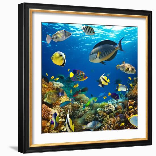 Photo of a Tropical Fish on a Coral Reef-Irochka-Framed Photographic Print