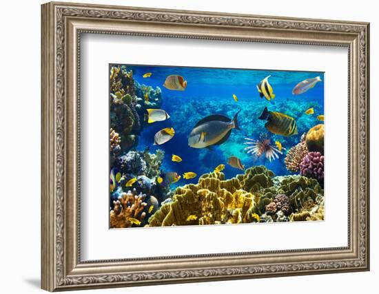 Photo of a Tropical Fish on a Coral Reef-Irochka-Framed Photographic Print