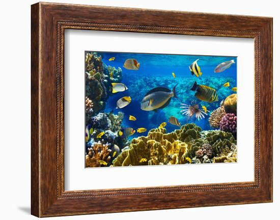 Photo of a Tropical Fish on a Coral Reef-Irochka-Framed Photographic Print