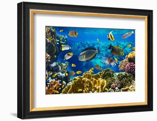 Photo of a Tropical Fish on a Coral Reef-Irochka-Framed Photographic Print