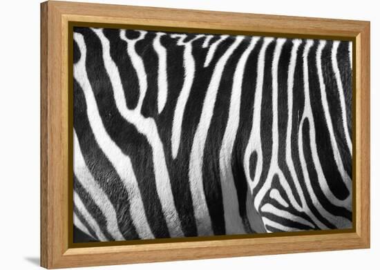 Photo Of A Zebra Texture Black And White-Pavelmidi-Framed Premier Image Canvas