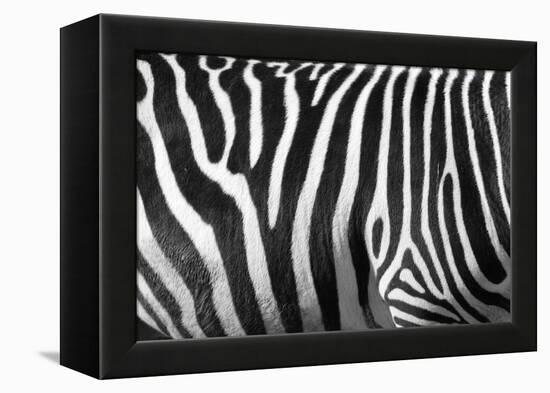 Photo Of A Zebra Texture Black And White-Pavelmidi-Framed Premier Image Canvas