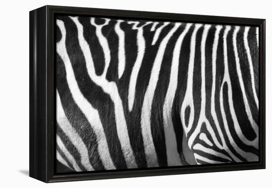 Photo Of A Zebra Texture Black And White-Pavelmidi-Framed Premier Image Canvas