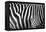 Photo Of A Zebra Texture Black And White-Pavelmidi-Framed Premier Image Canvas