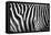 Photo Of A Zebra Texture Black And White-Pavelmidi-Framed Premier Image Canvas