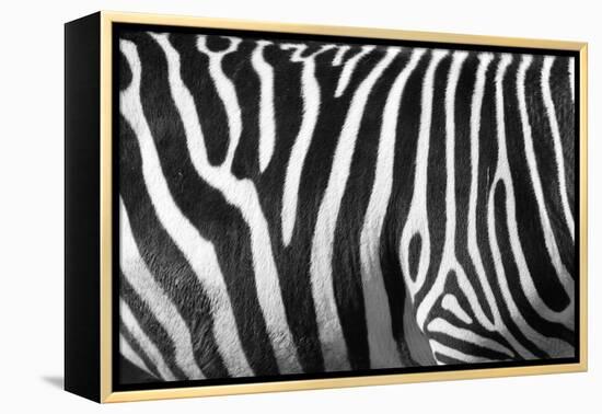 Photo Of A Zebra Texture Black And White-Pavelmidi-Framed Premier Image Canvas