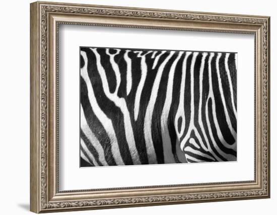 Photo Of A Zebra Texture Black And White-Pavelmidi-Framed Photographic Print