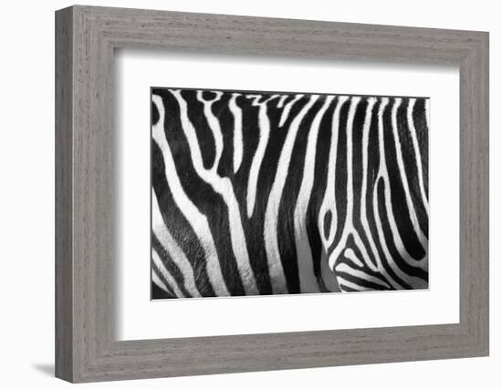 Photo Of A Zebra Texture Black And White-Pavelmidi-Framed Photographic Print