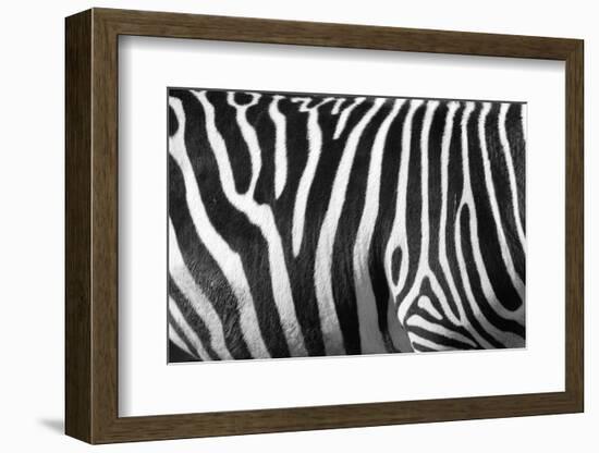 Photo Of A Zebra Texture Black And White-Pavelmidi-Framed Photographic Print