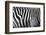 Photo Of A Zebra Texture Black And White-Pavelmidi-Framed Photographic Print