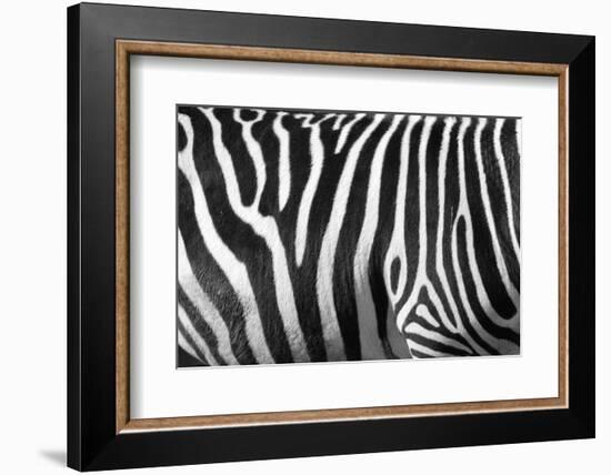 Photo Of A Zebra Texture Black And White-Pavelmidi-Framed Photographic Print