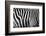 Photo Of A Zebra Texture Black And White-Pavelmidi-Framed Photographic Print