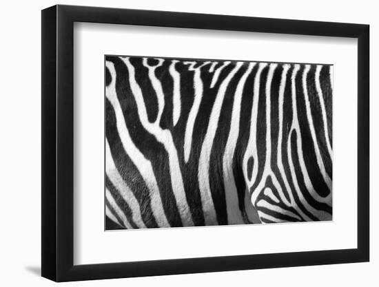 Photo Of A Zebra Texture Black And White-Pavelmidi-Framed Photographic Print