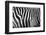 Photo Of A Zebra Texture Black And White-Pavelmidi-Framed Photographic Print