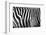 Photo Of A Zebra Texture Black And White-Pavelmidi-Framed Photographic Print