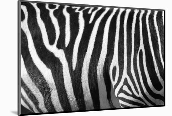 Photo Of A Zebra Texture Black And White-Pavelmidi-Mounted Photographic Print