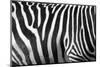 Photo Of A Zebra Texture Black And White-Pavelmidi-Mounted Photographic Print