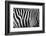 Photo Of A Zebra Texture Black And White-Pavelmidi-Framed Photographic Print