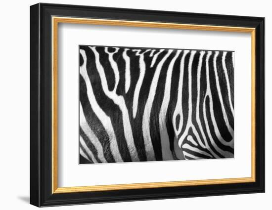 Photo Of A Zebra Texture Black And White-Pavelmidi-Framed Photographic Print