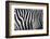 Photo Of A Zebra Texture Black And White-Pavelmidi-Framed Photographic Print