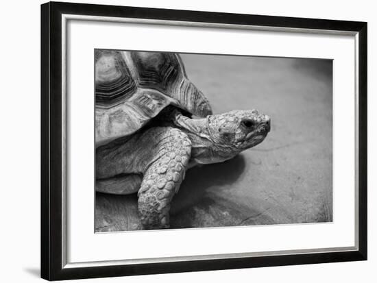 Photo of Amazing Huge African Spurred Tortoise. it is One of the Largest Species of Turtle in the W-Nataly Reinch-Framed Photographic Print