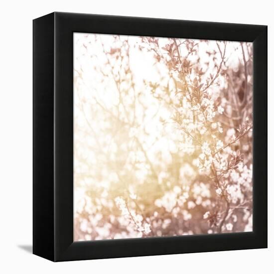 Photo of Beautiful Cherry Blossom-Anna Omelchenko-Framed Stretched Canvas