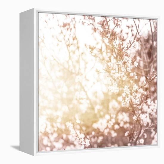 Photo of Beautiful Cherry Blossom-Anna Omelchenko-Framed Stretched Canvas