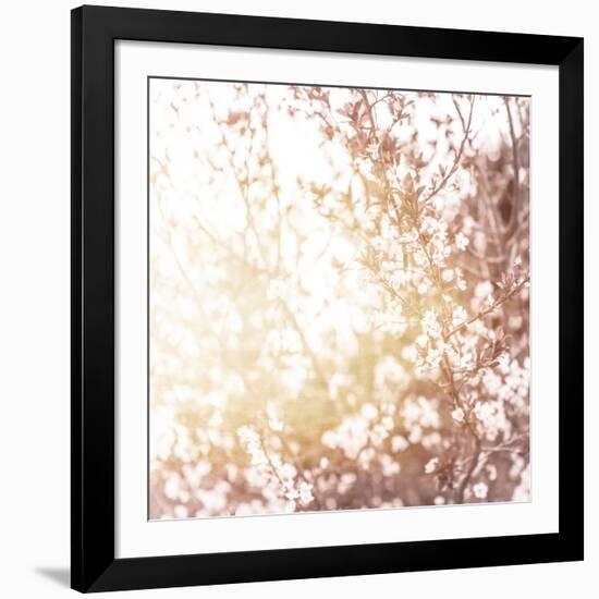 Photo of Beautiful Cherry Blossom-Anna Omelchenko-Framed Art Print