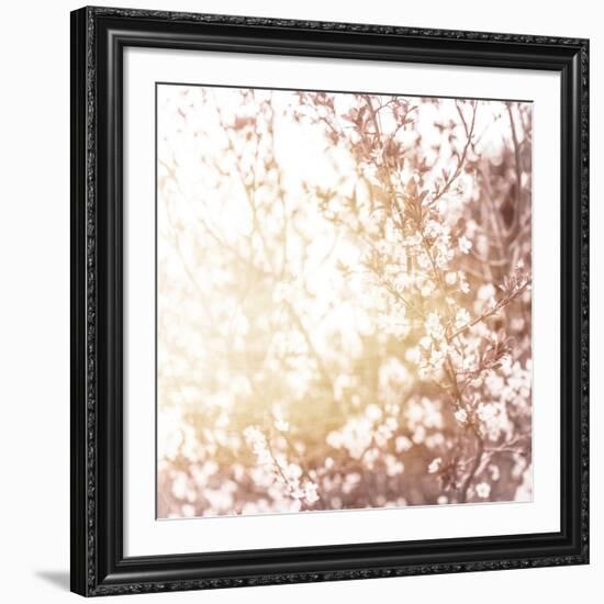 Photo of Beautiful Cherry Blossom-Anna Omelchenko-Framed Art Print