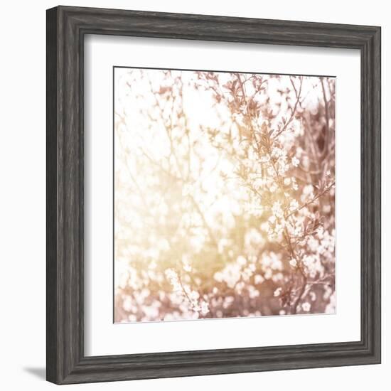 Photo of Beautiful Cherry Blossom-Anna Omelchenko-Framed Art Print