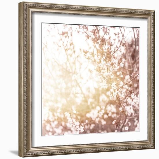 Photo of Beautiful Cherry Blossom-Anna Omelchenko-Framed Art Print