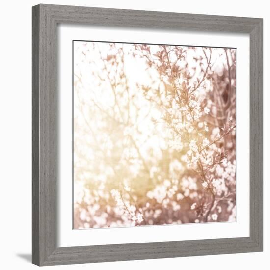 Photo of Beautiful Cherry Blossom-Anna Omelchenko-Framed Art Print