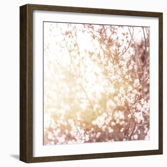 Photo of Beautiful Cherry Blossom-Anna Omelchenko-Framed Art Print