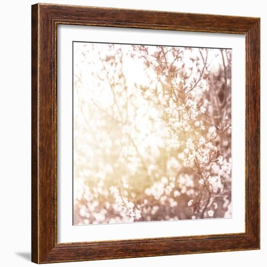 Photo of Beautiful Cherry Blossom-Anna Omelchenko-Framed Art Print