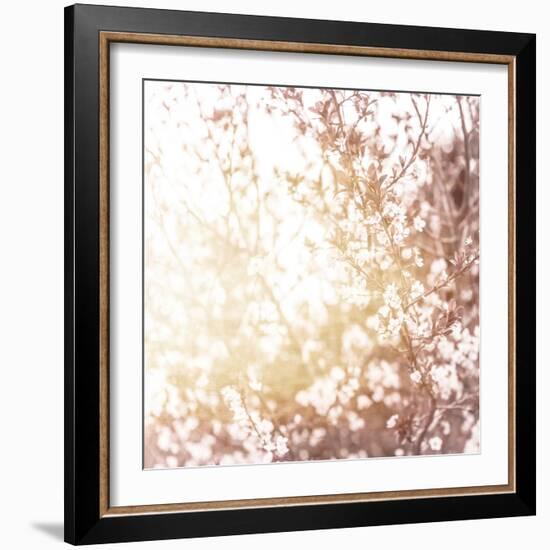 Photo of Beautiful Cherry Blossom-Anna Omelchenko-Framed Art Print