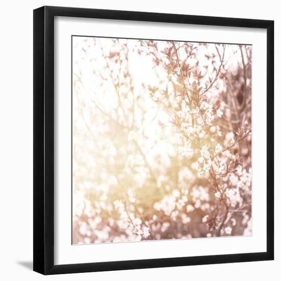 Photo of Beautiful Cherry Blossom-Anna Omelchenko-Framed Art Print