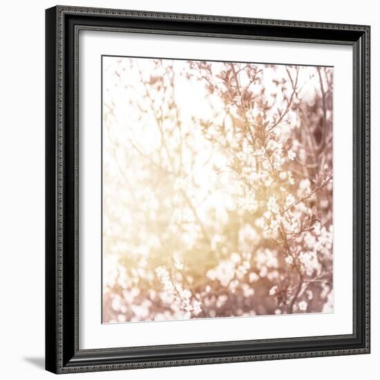 Photo of Beautiful Cherry Blossom-Anna Omelchenko-Framed Art Print